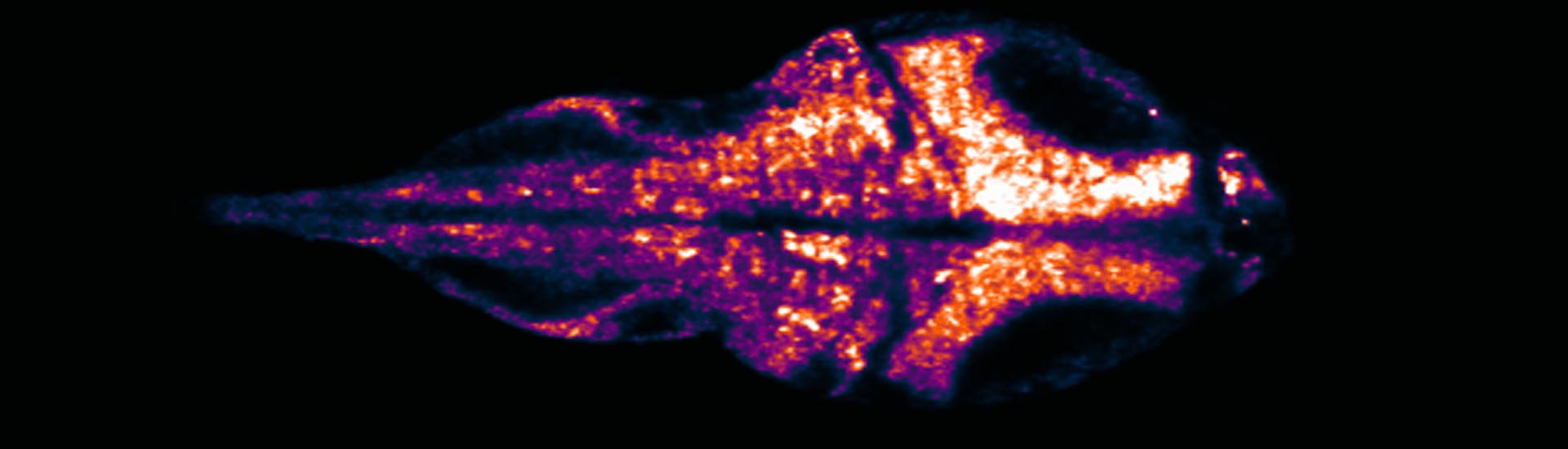 自由行為斑馬魚的全腦功能光學成像